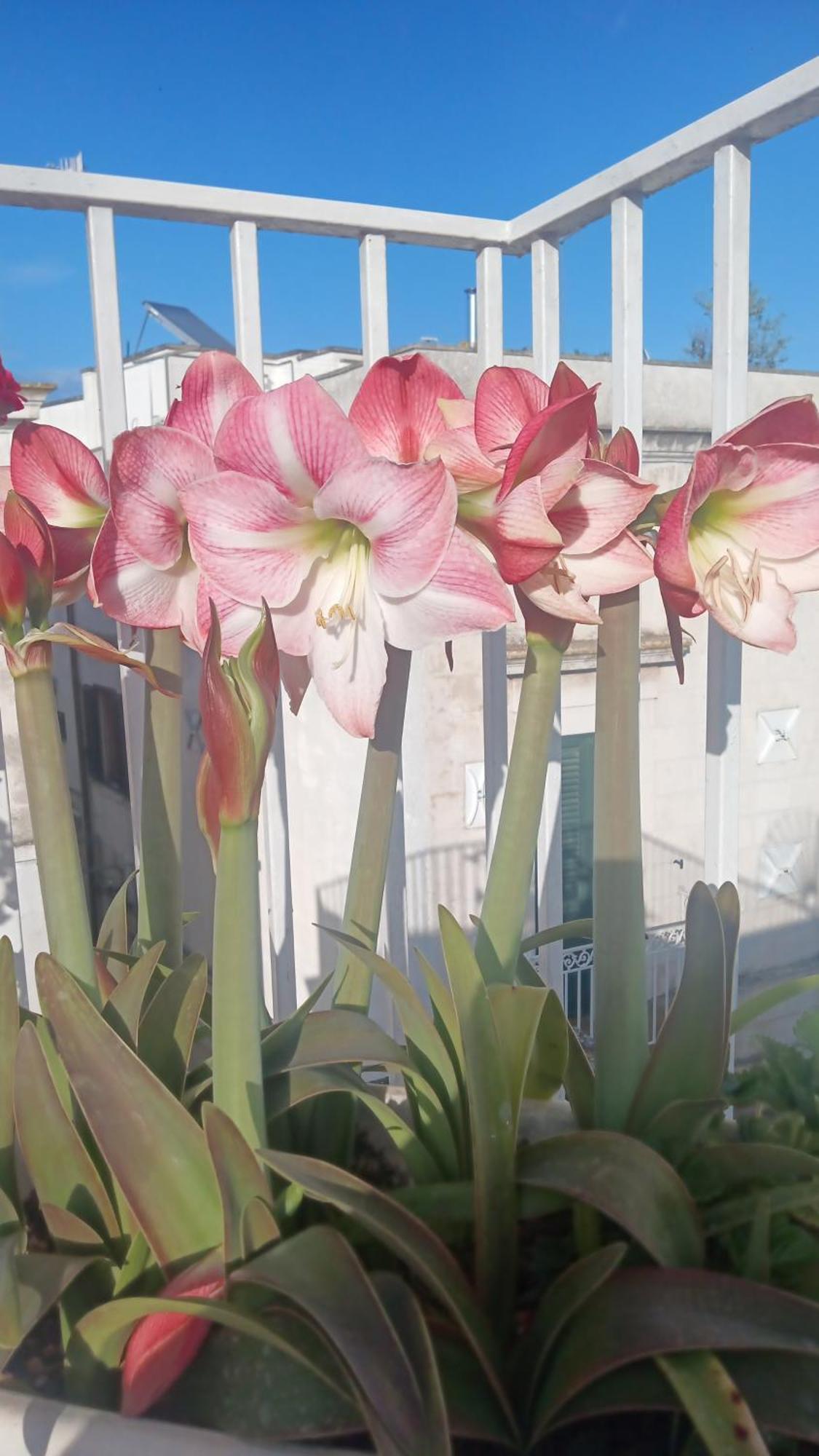 ホテル La Chicca Di C.Cavour オストゥーニ エクステリア 写真